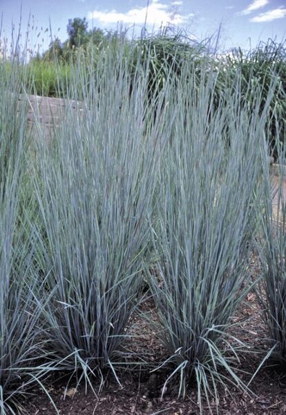 Barzdūnas kupstinis (schizachyrium scoparium) 'Prairie Blues'