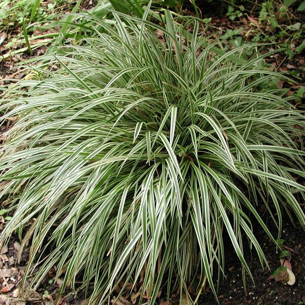 Žvilgioji viksva (Carex morrowii) 'Silver Sceptre'