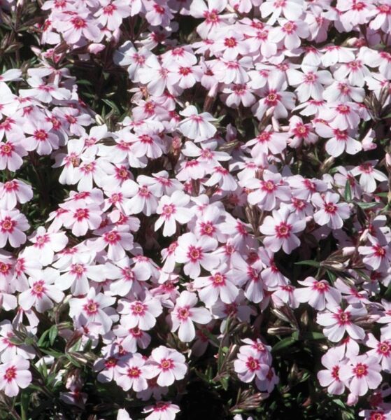 Flioksas (Phlox subulata) 'Coral Eye'