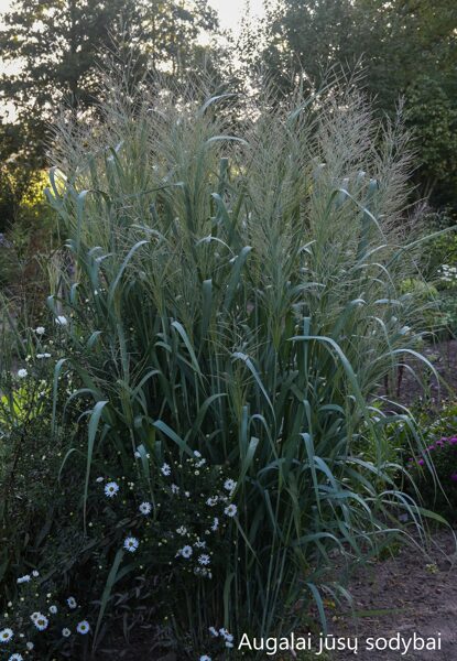 Rykštėtoji sora (Panicum virgatum) 'Dallas Blue'