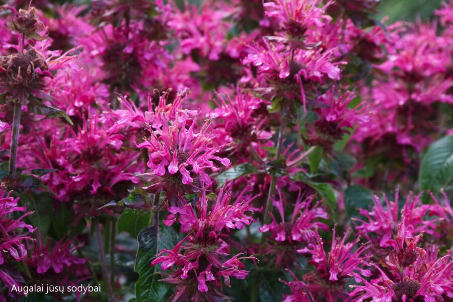 Monarda (Monarda) 'Dancing Bird'