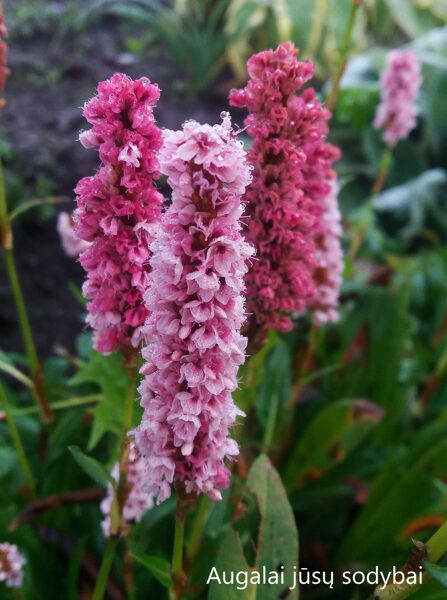 Rūgtis (Persicaria affinis) 'Darjeeling Red'