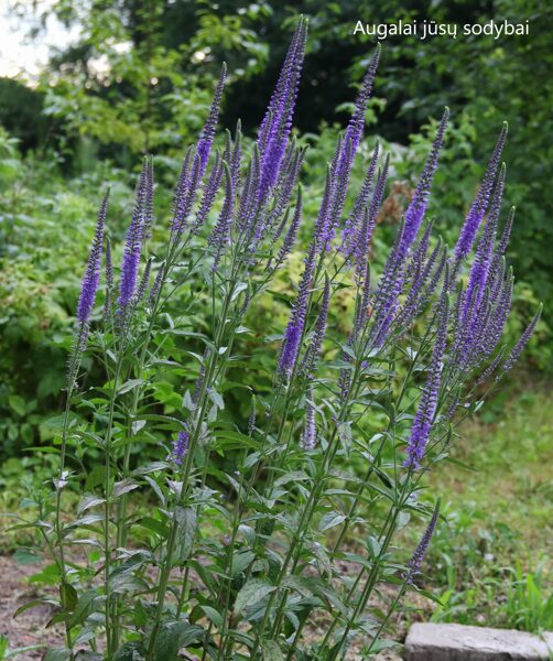 Veronika (Veronica longifolia) 'Dark Maetje'