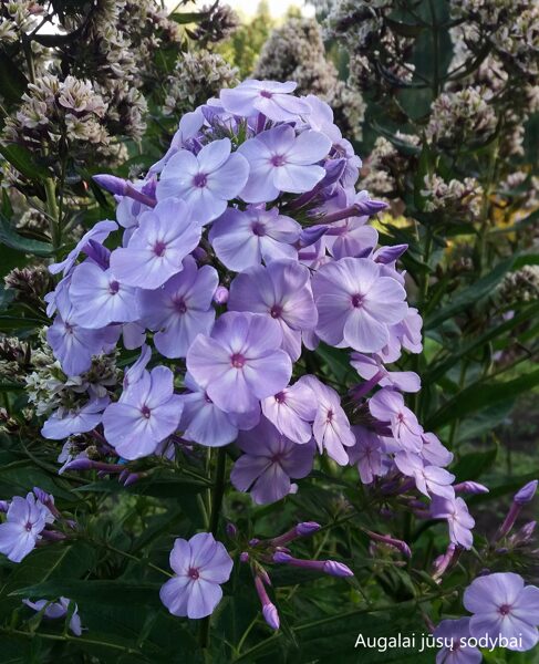 Flioksas (Phlox paniculata) 'David's Lavender'