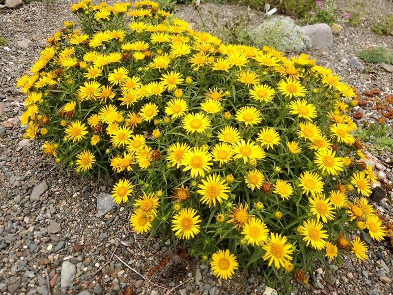 Debesylas kardalapis (Inula ensifolia) 'Compacta'