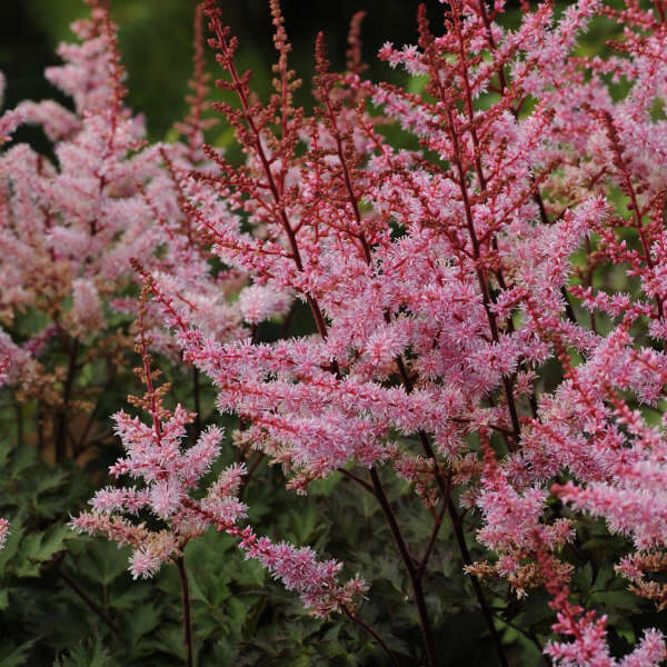 Astilbė (Astilbe) 'Delft Lace' 