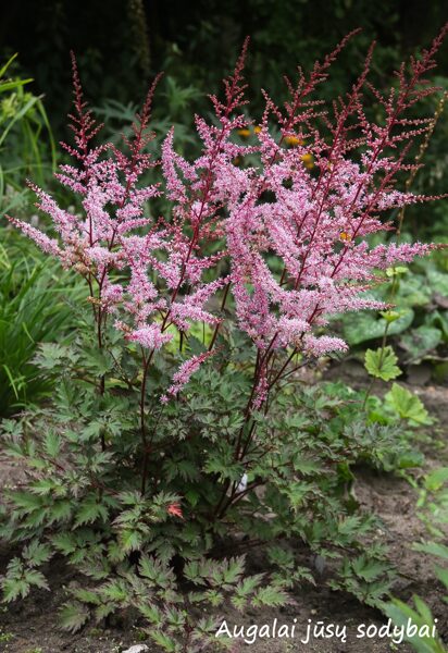 Astilbė (Astilbe) 'Delft Lace' 