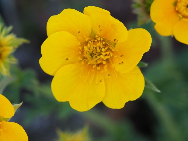 Žiognagė (Geum) ‘Diane’