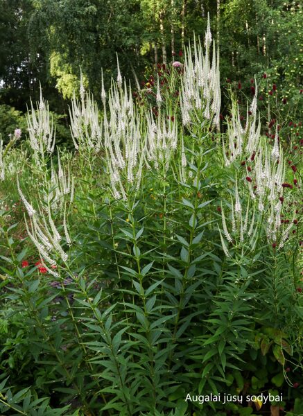 Veronikūnas virgininis (Veronicastrum virginicum) 'Diane'