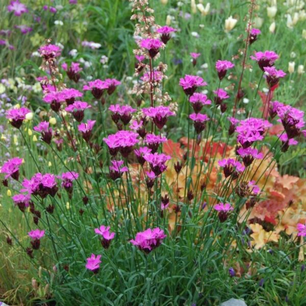 Kartūzinis gvazdikas (Dianthus carthusianorum)