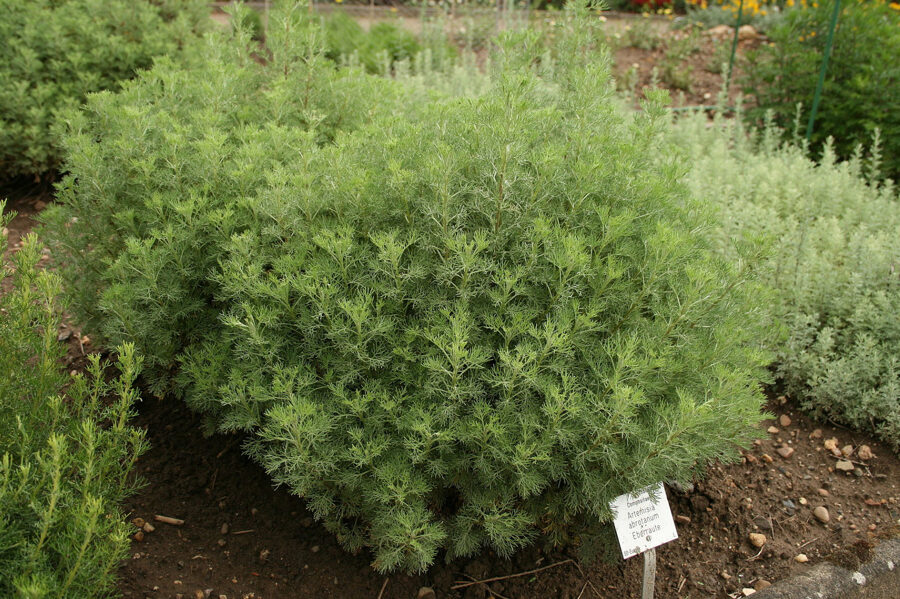 Diemedis (Artemisia abrotanum) 