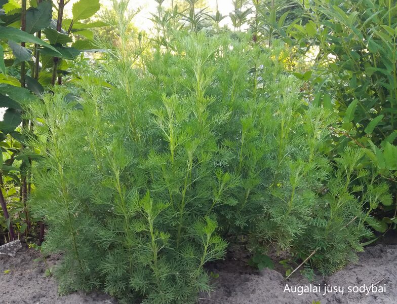 Diemedis (Artemisia abrotanum) 'Citrina'