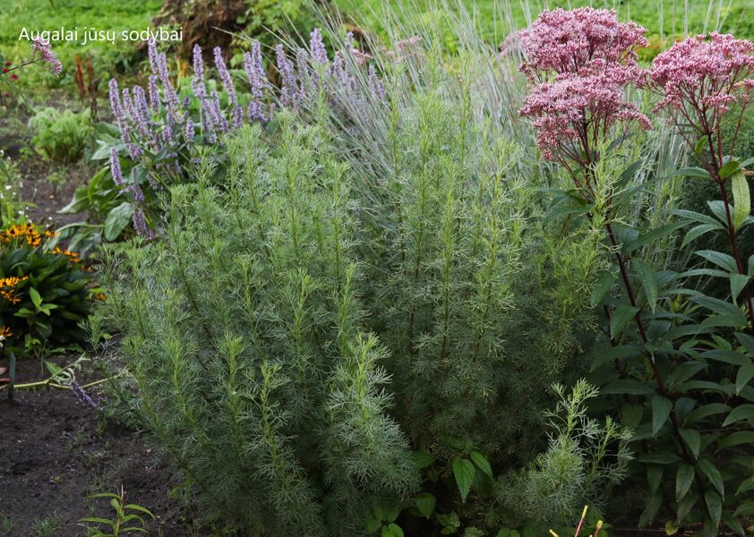 Diemedis (Artemisia abrotanum var. maritima) 'Coca Cola'