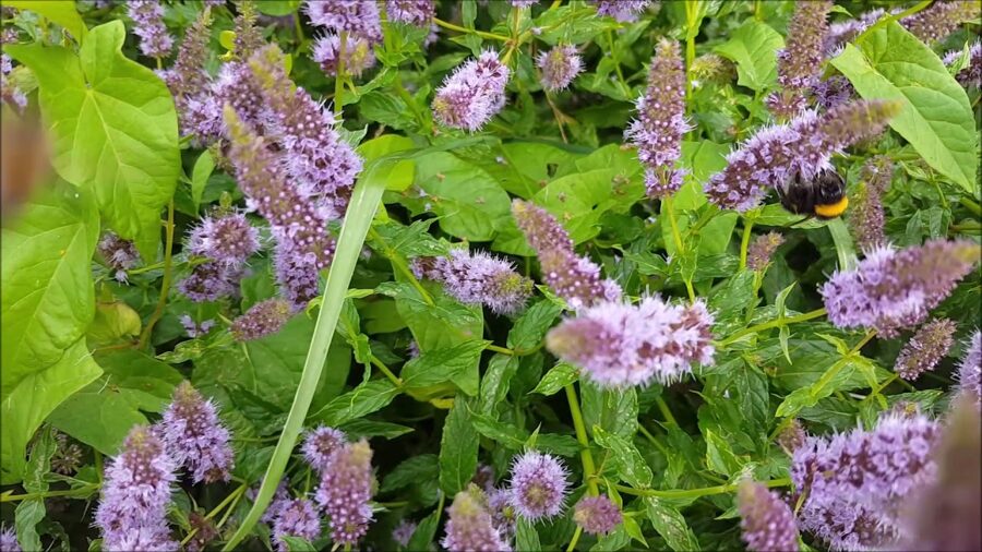 Mėta (Mentha species) 'Dionysos'