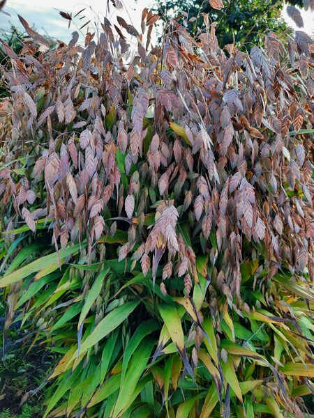 Dirsūnas plačialapis (chasmanthium latifolium) 