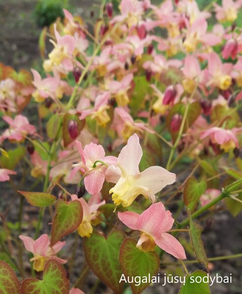 Epimedis (Epimedium x versicolor) 'Discolor'