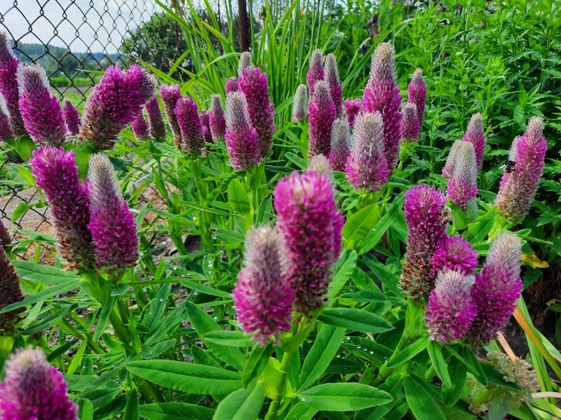 Dobilas ilgagalvis (Trifolium rubens)
