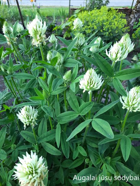 Dobilas ilgagalvis (Trifolium rubens) 'Album'