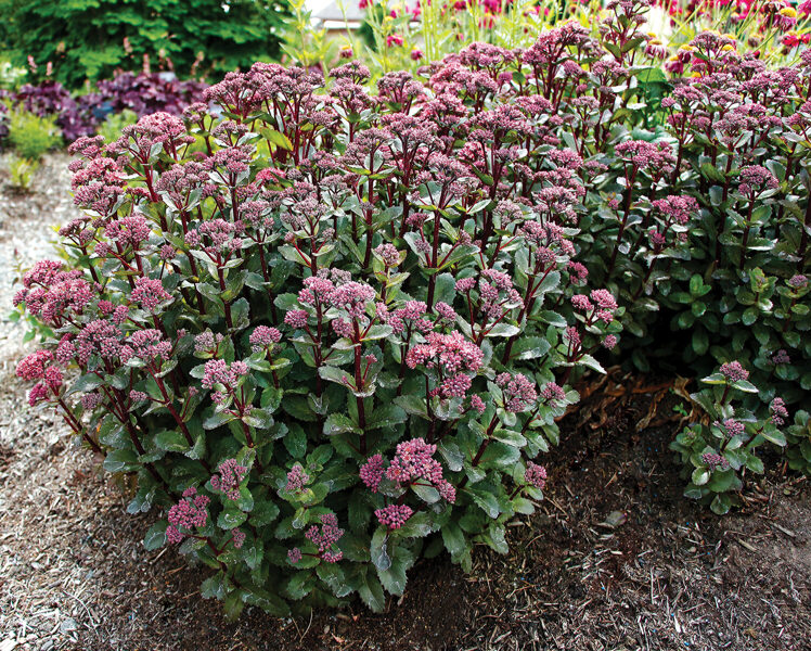 Šilokas (Sedum) 'Double Martini'