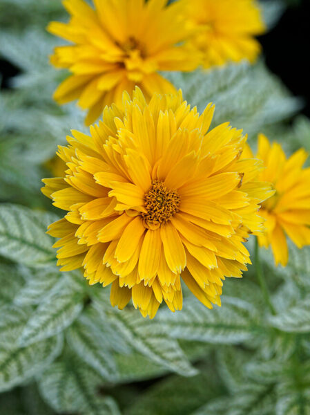 Šiurkštusis saulakis  (Heliopsis helianthoides) 'Double Sunstruck'