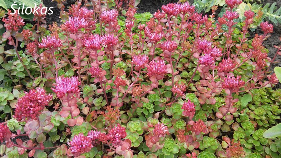 Kaukazinis šilokas (Sedum spurium) 'Dragon's Blood'