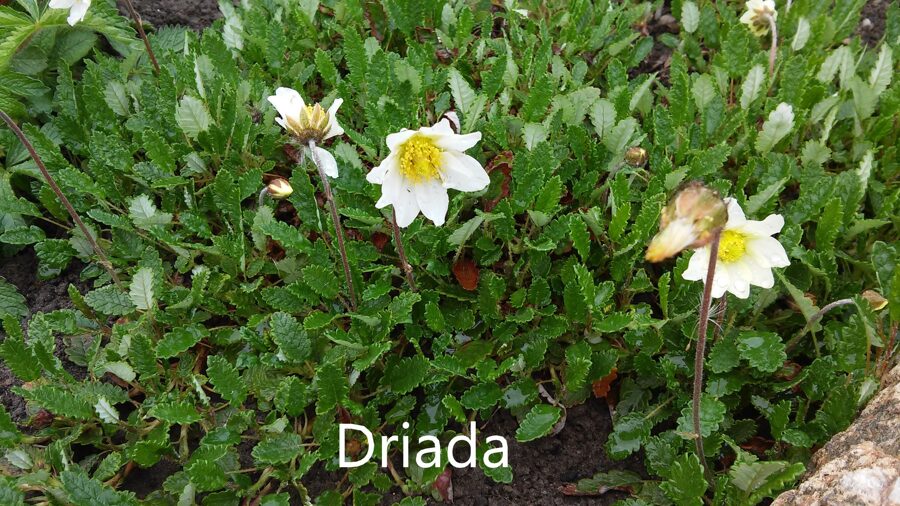 Driada (Dryas x suendermannii)