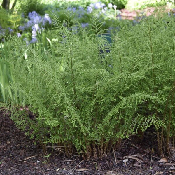 Kelminis papartis (Dryopteris filix-mas) 'Linearis Polydactyla'
