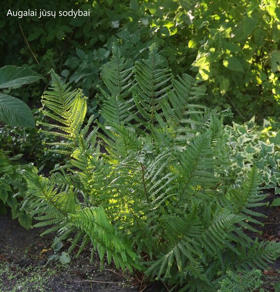 Kelminis papartis (Dryopteris filix-mas) 'Furcans'