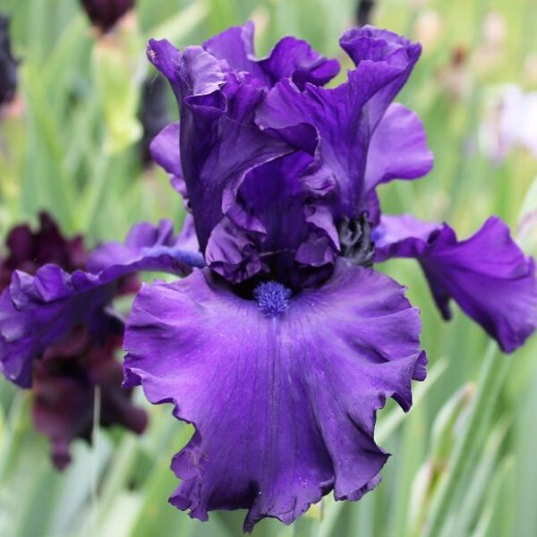 Vilkdalgis (Iris) 'Dusky Challenger'