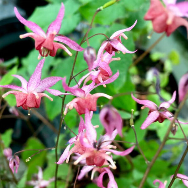 Epimedis ( Epimedium) 'Pink Elf'