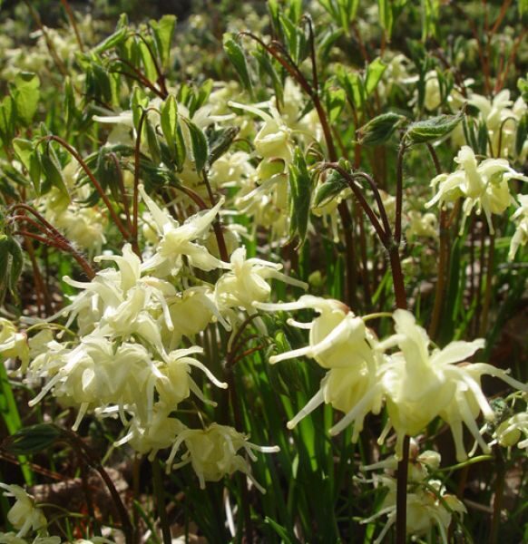 Epimedium koreanum