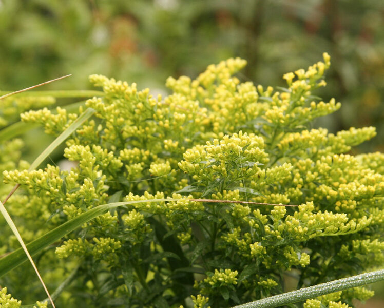 Rykštenė (Solidago) ‘Early Bird’