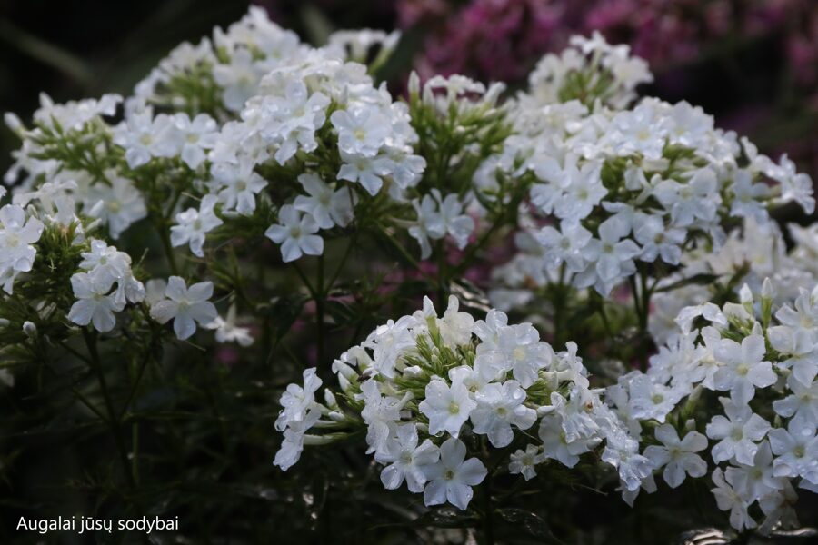 Šluotelinis flioksas (Phlox paniculata) 'Early White'