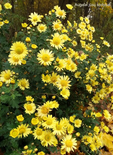 Chrizantema (Chrysanthemum) 'Early Yellow'