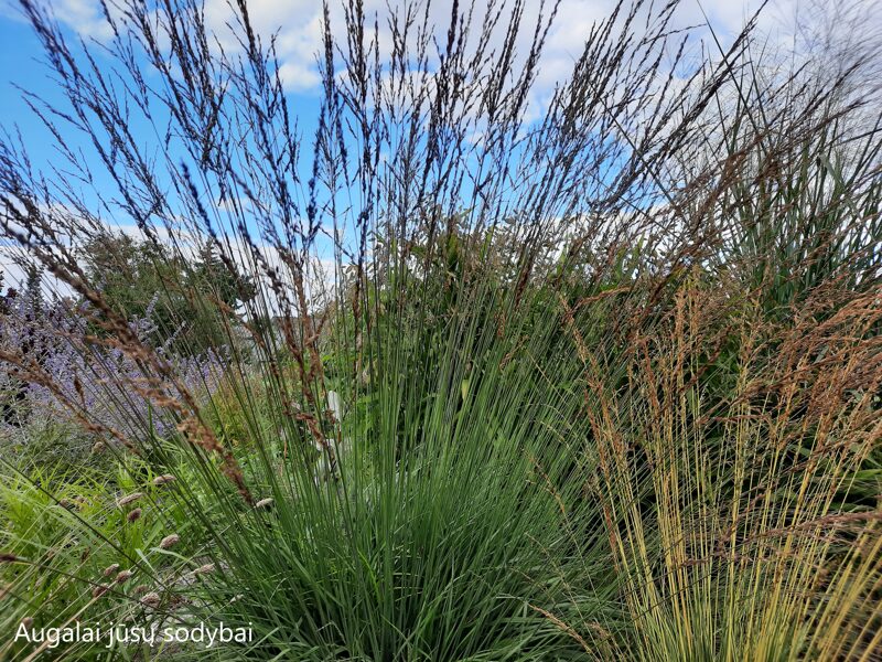 Melvenė melsvoji  (Molinia caerulea) 'Edith Dudszus'