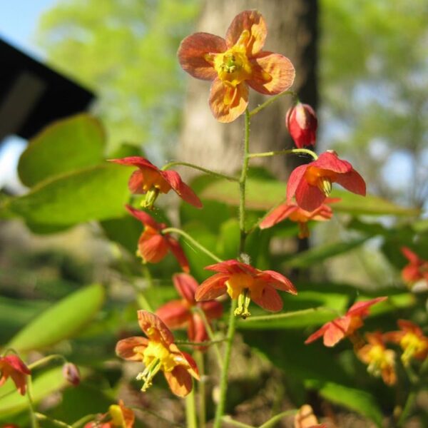 Epimedis (Epimedium x warleyense) 'Ellen Willmott'