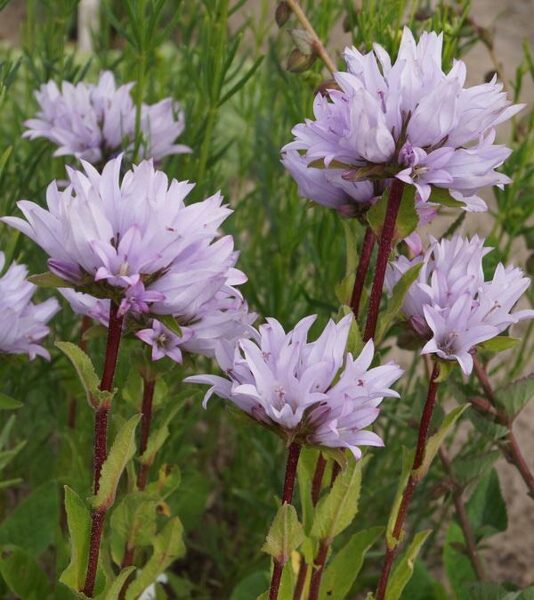 Tankiažiedis katilėlis (Campanula glomerata) 'Emerald'