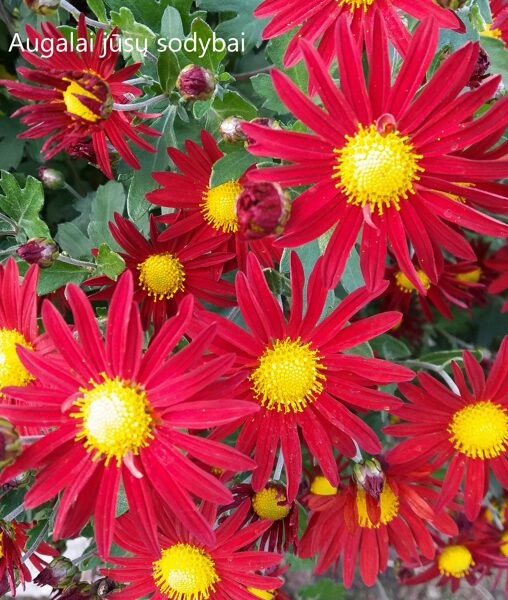 Chrizantema (Chrysanthemum) 'Emili'