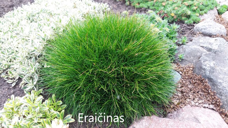 Eraičinas dygliuotasis (Festuca gautieri)