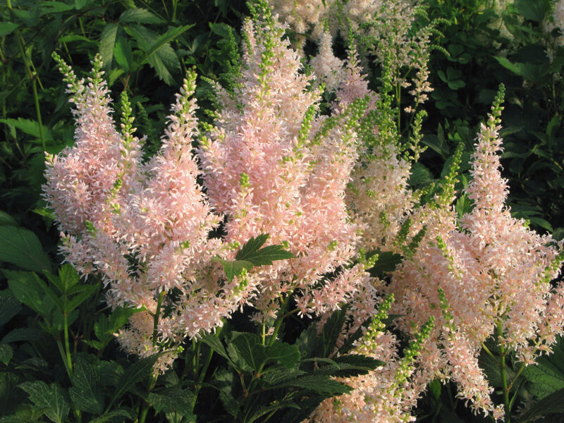 Astilbė (Astilbe) 'Yonique Salmon'