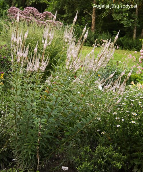 Veronikūnas virgininis (Veronicastrum virginicum) 'Erica'