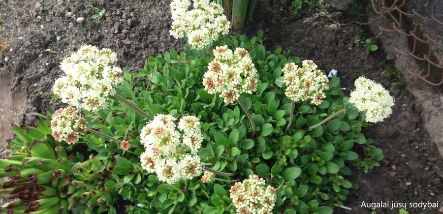 Eriogonum umbellatum