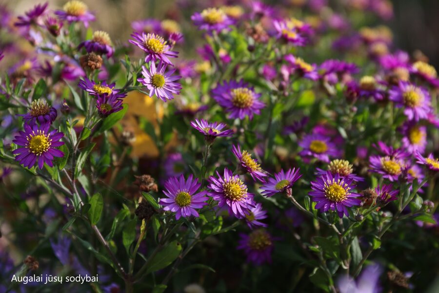 Astras (Aster ageratoides) 'Ezo Murazaki'