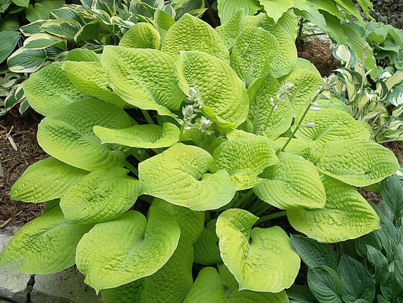 Melsvė (Hosta) 'Faith'