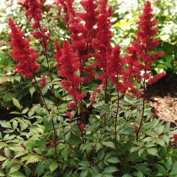 Astilbė (Astilbe x arendsii) 'Fanal'