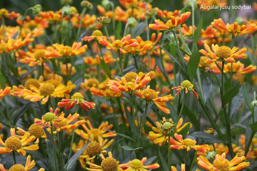 Saulainė (Helenium) 'Fancy Fan'