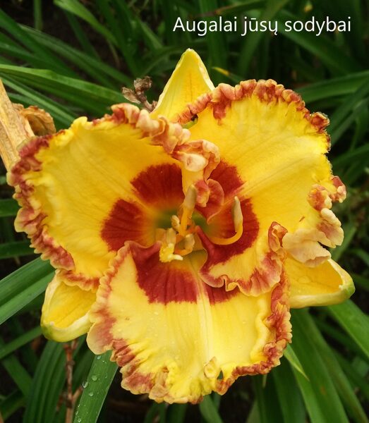 Viendienė (Hemerocallis) 'Fashion Police'