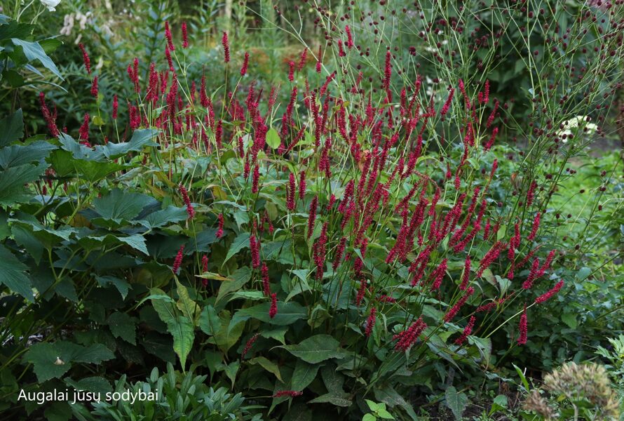 Rūgtis (Persicaria amplexicaulis) 'Fat Domino'