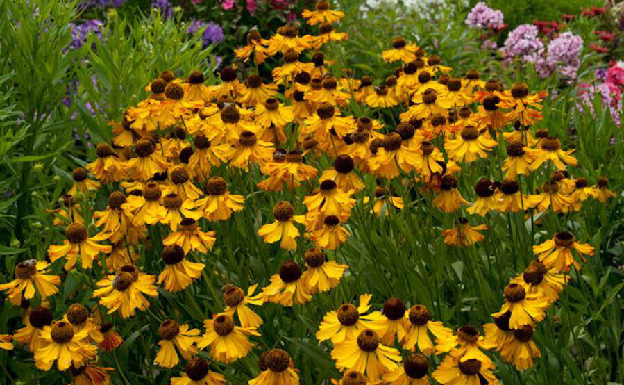 Saulainė (Helenium) 'Fata Morgana'