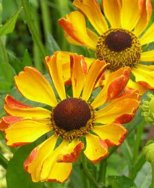 Saulainė (Helenium) ‘Fata Morgana’